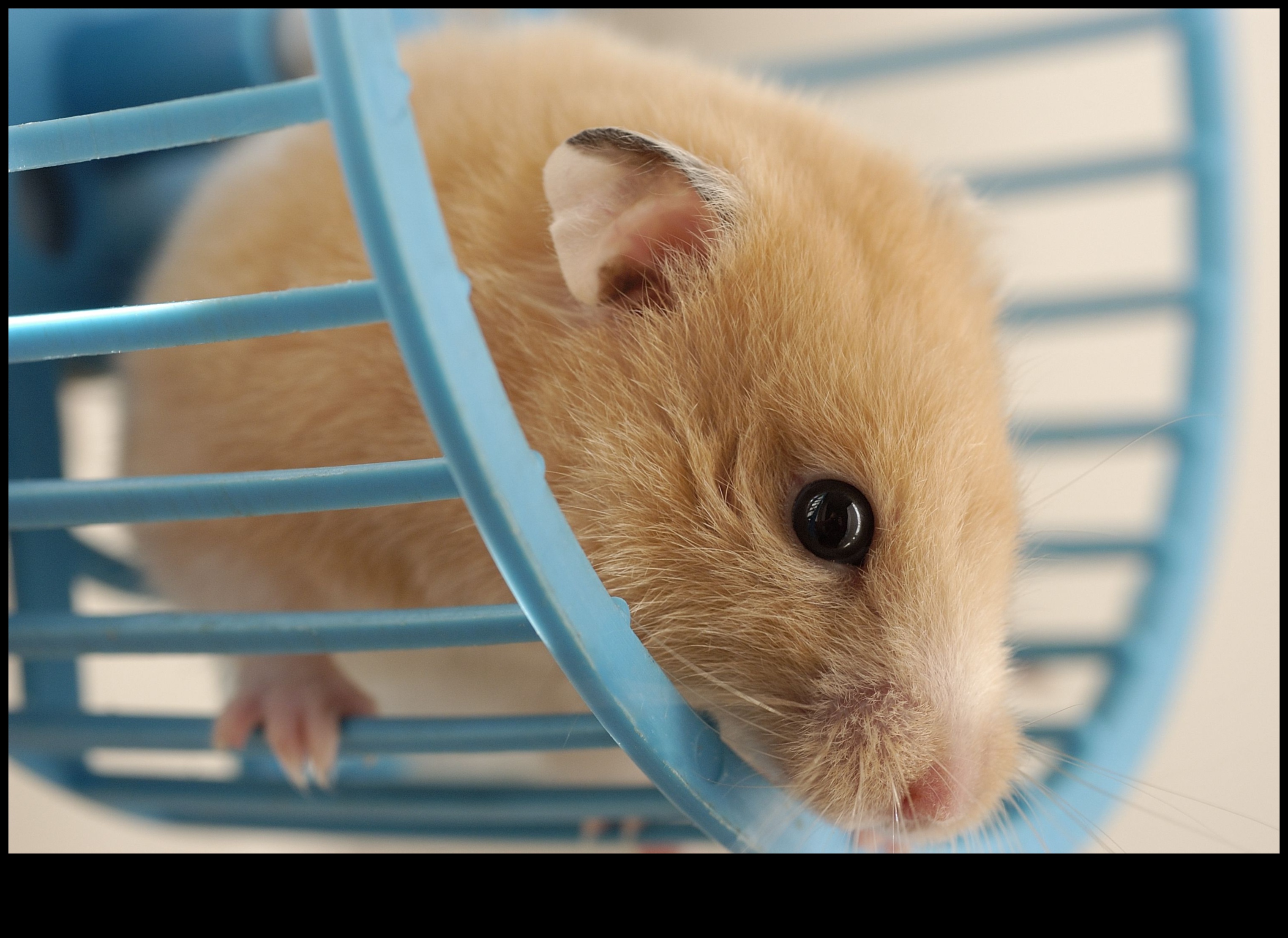 Siguranța roții hamsterilor Continuare: curățare și întreținere corespunzătoare