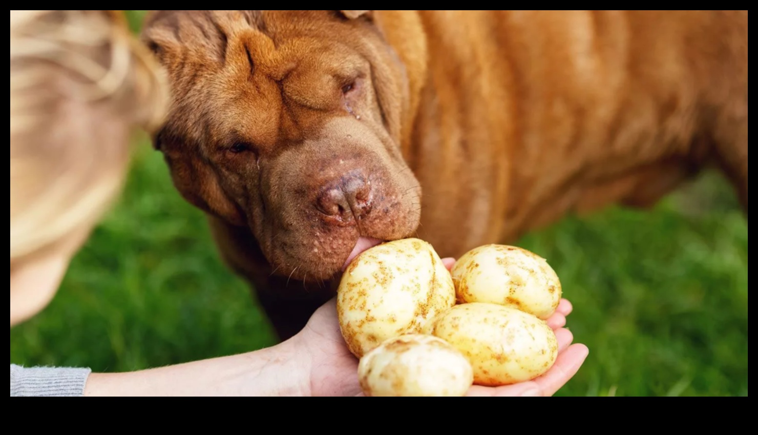 Dining with Dogs: Nutritional Insights for Canine Health