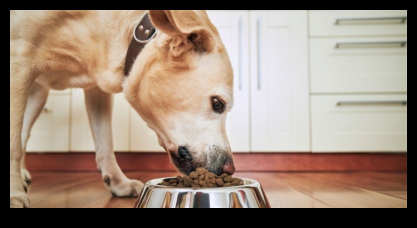 Dining with Dogs: Nutritional Insights for Canine Health