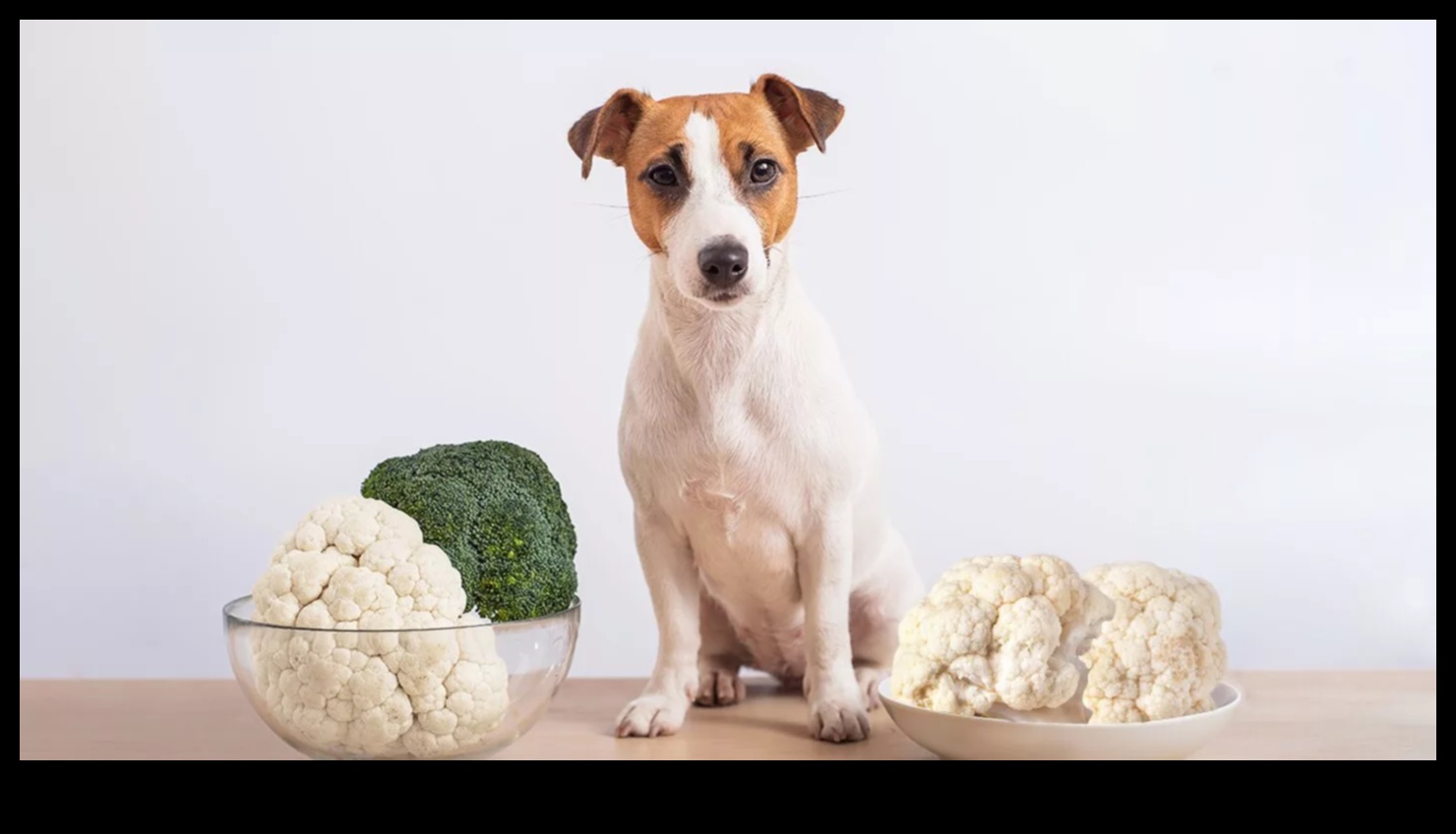 Dining with Dogs: Nutritional Insights for Canine Health