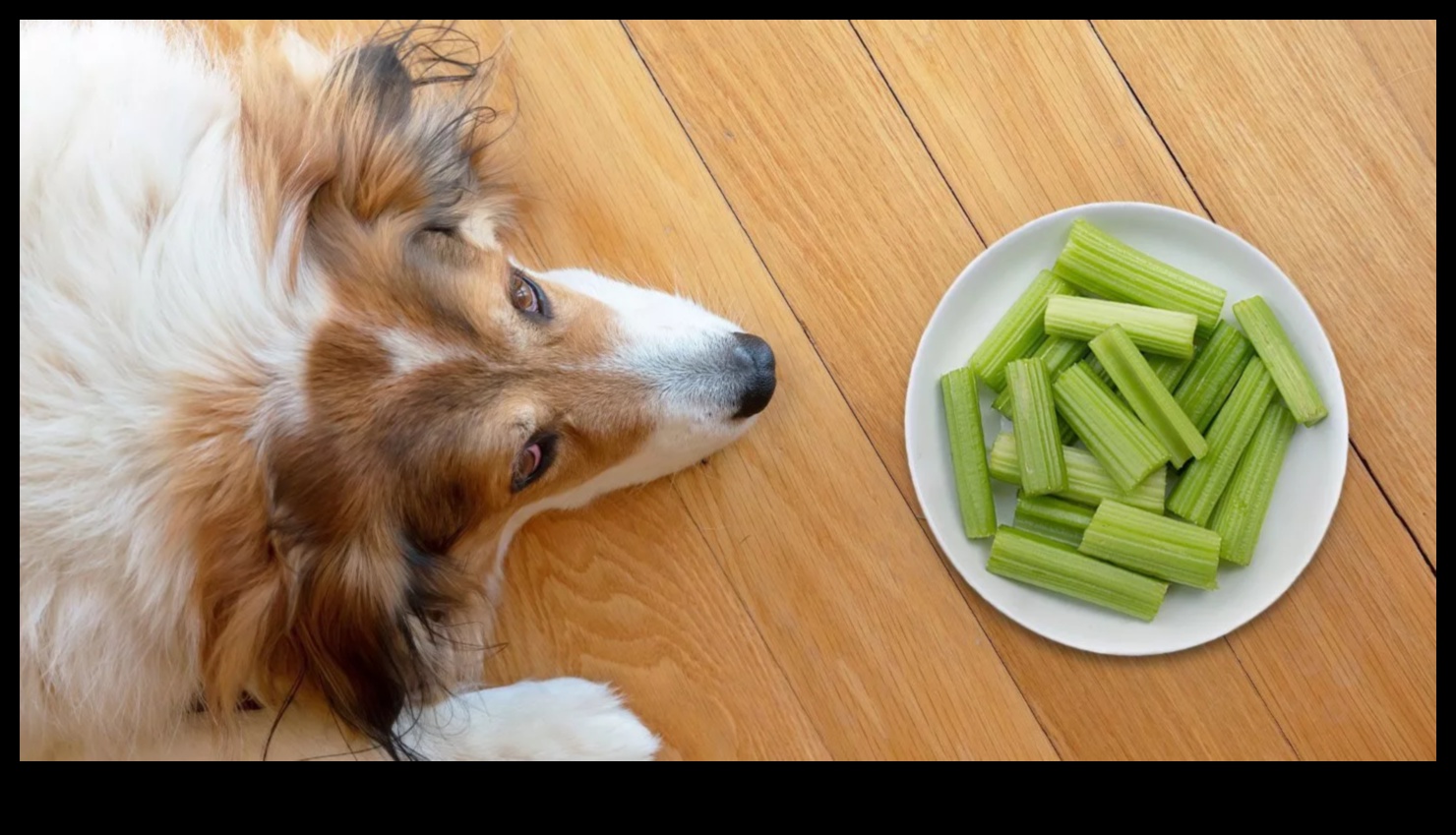 Dining with Dogs: Nutritional Insights for Canine Health