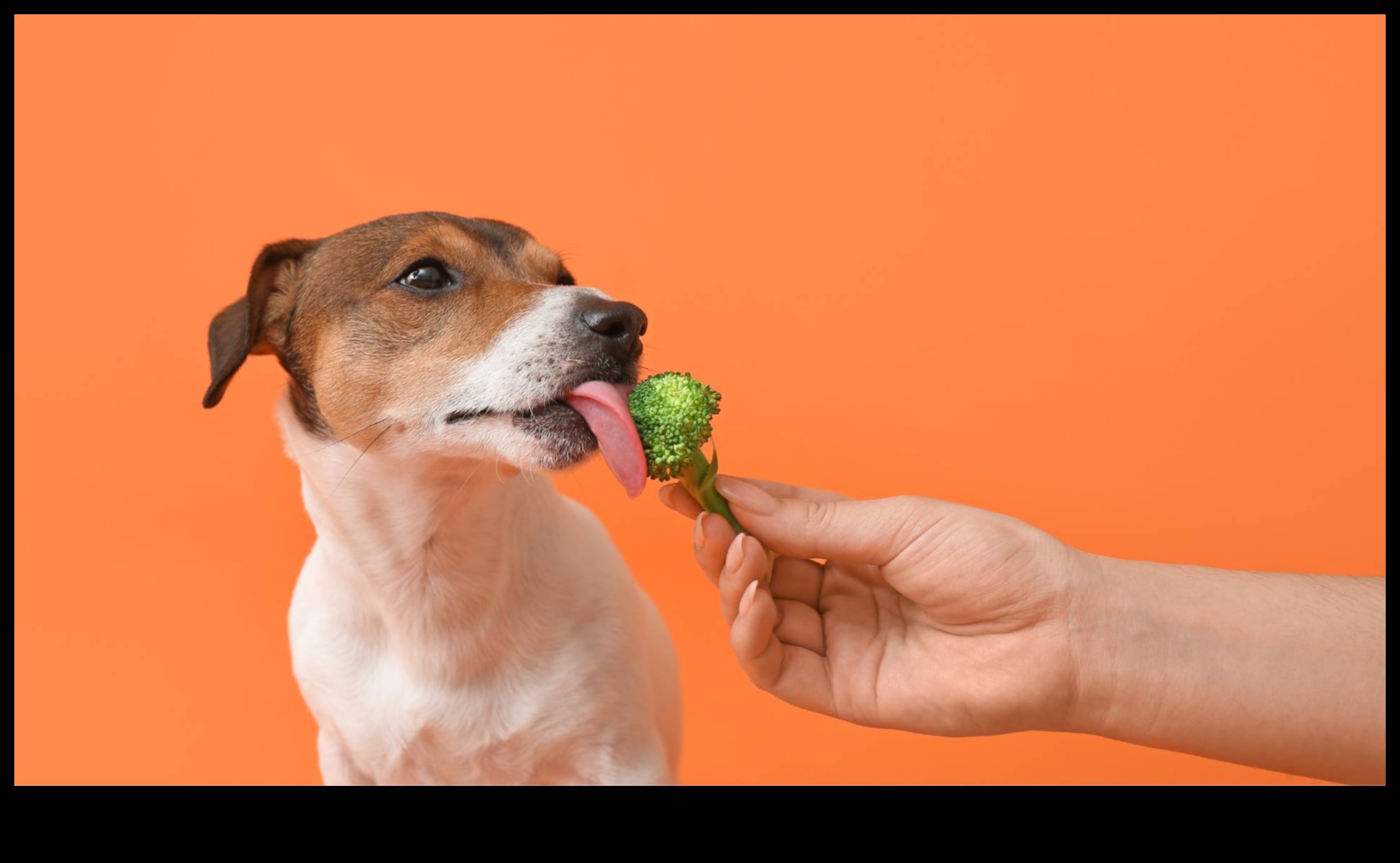 Dining with Dogs: Nutritional Insights for Canine Health