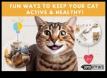 Feline Fitness Frenzy a continuat să creeze curse cu obstacole în interior