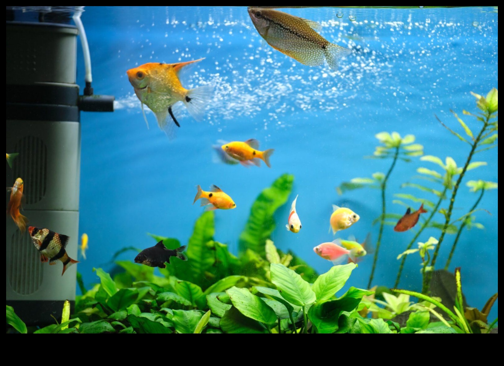 Fish Funhouse Tank: Proiectarea unui mediu jucăuș pentru pește